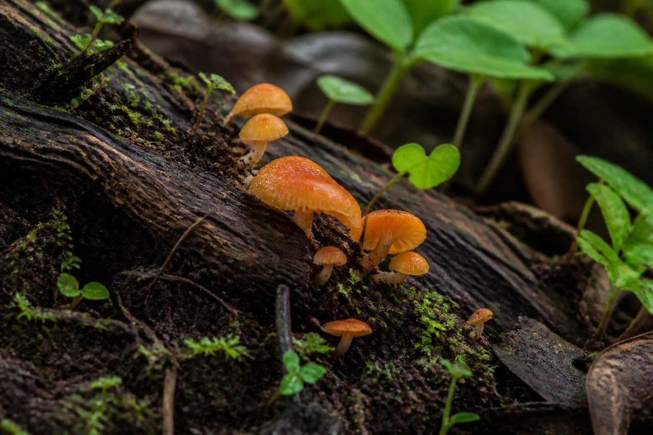 Champignon orange sur bois mort : 6 réflexes sûrs avant de toucher