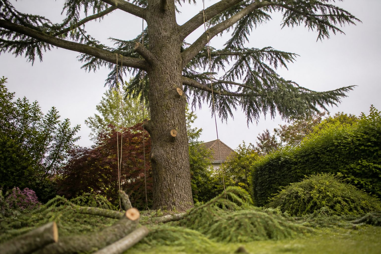 Prix élagage arbre : les 6 facteurs qui font le devis
