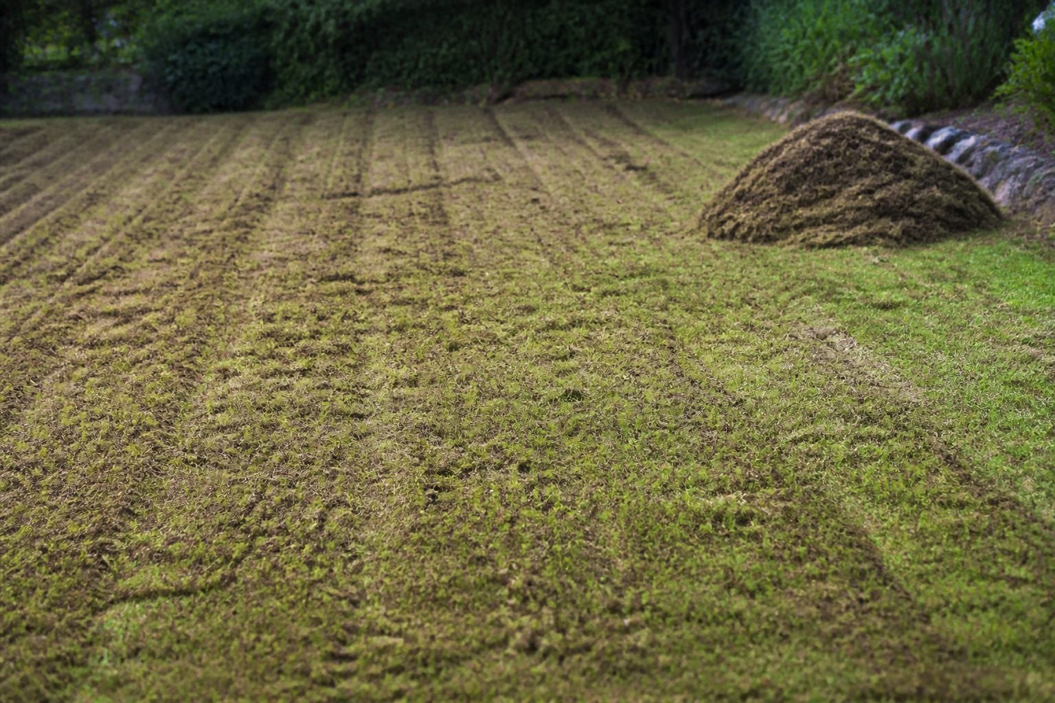 Scarifier une pelouse : le bon moment, le bon réglage et l’erreur classique
